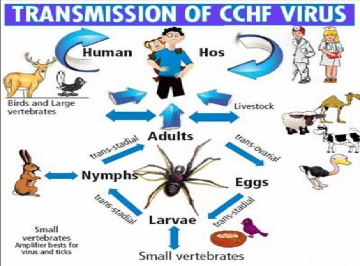What Is Congo Virus In Urdu I How Do what-is-congo-virus-in-urdu-i-how-do