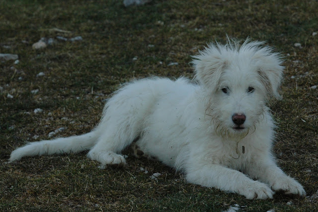 Cane Pastore Abruzzese Percorsi Selvaggi