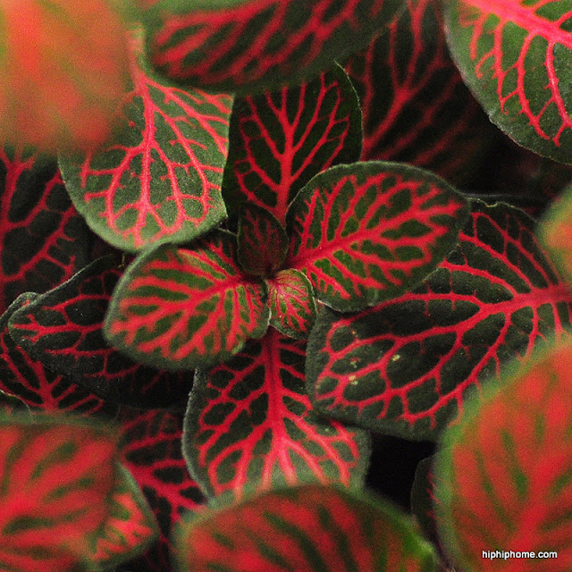 fittunia nerve plant