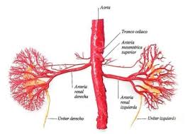 arteria renal derecha