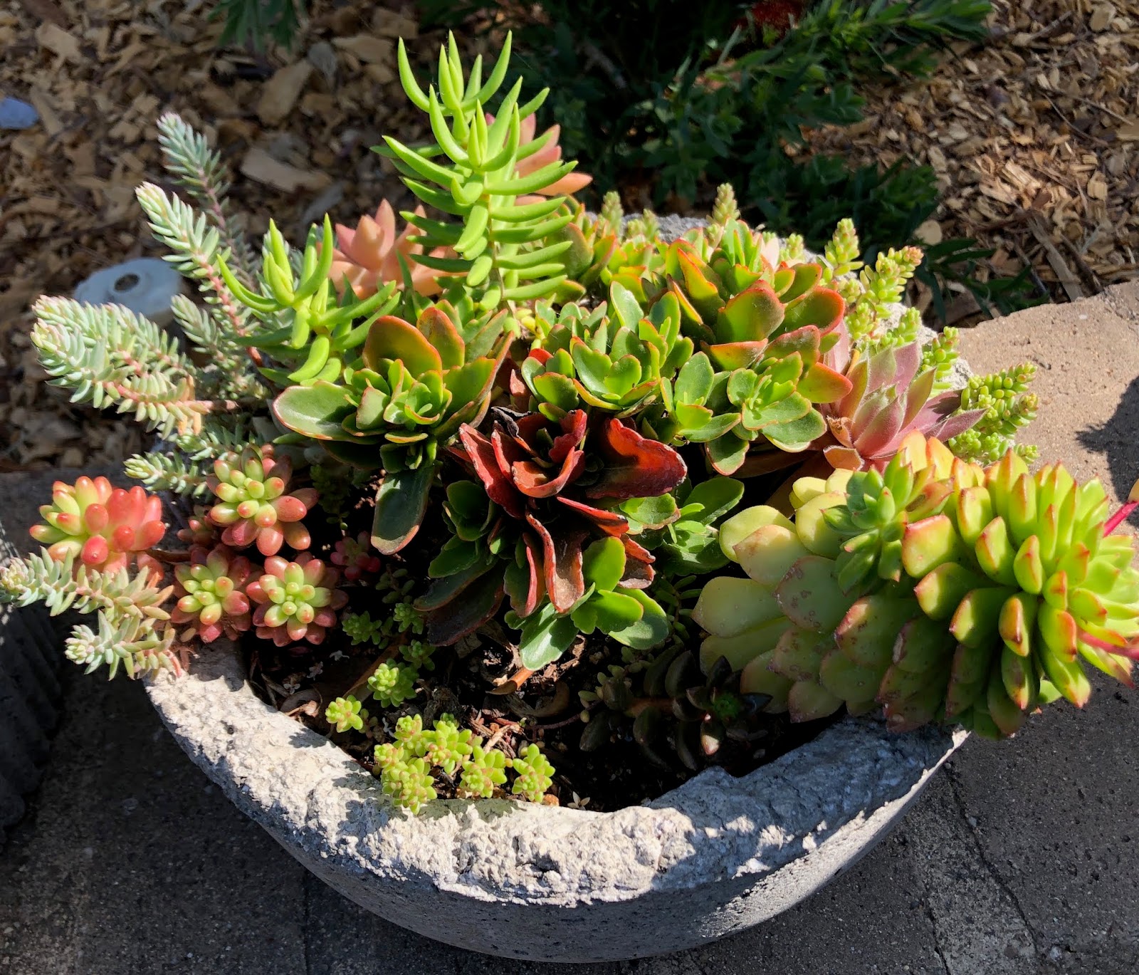 Sacramento Digs Gardening Succulents, cacti fill big show, sale