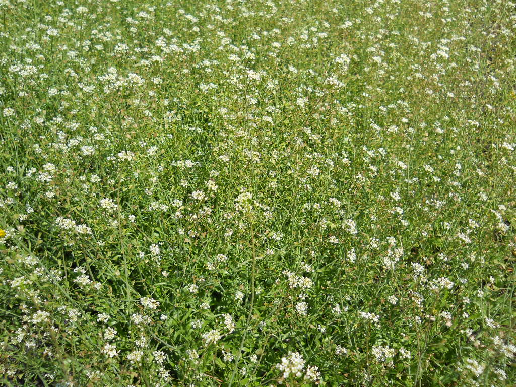 To Tell A Story White flowers!