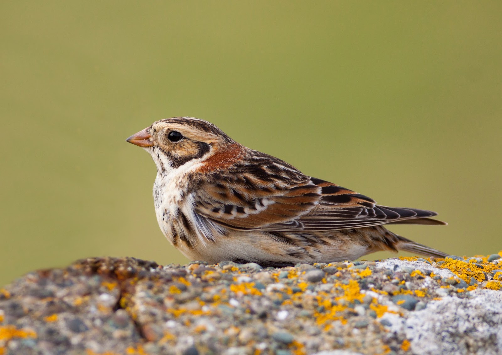 Lapland Bunting - Cemlyn Bay, Anglesey Lapland Bunting - Cemlyn Bay, Anglesey