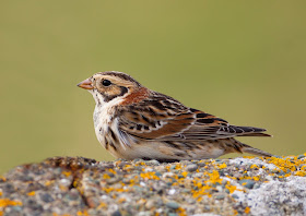Lapland Bunting - Cemlyn Bay, Anglesey