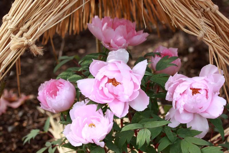 Minoru' Photo Diary WINTER PEONY