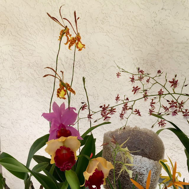 Adopt an Orchid Program