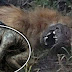 Assustador: ''Chupacabra'' é encontrado morto por fazendeiro americano