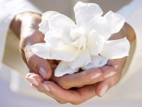 Se você conhece o autor desta imagem, por favor nos informe para que possamos atribuir-lhe os devidos créditos. Obrigado. #PraCegoVer: Mãos com uma flor.