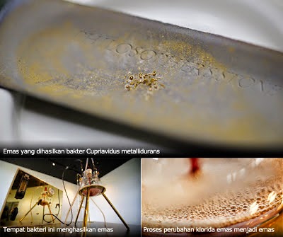http://4.bp.blogspot.com/-LhUPXeusXHc/VR4xFblbOTI/AAAAAAAAJmg/ATblqWdcOto/s1600/emas-dari-bakteri-Cupriavidus-metallidurans-idbite.jpg
