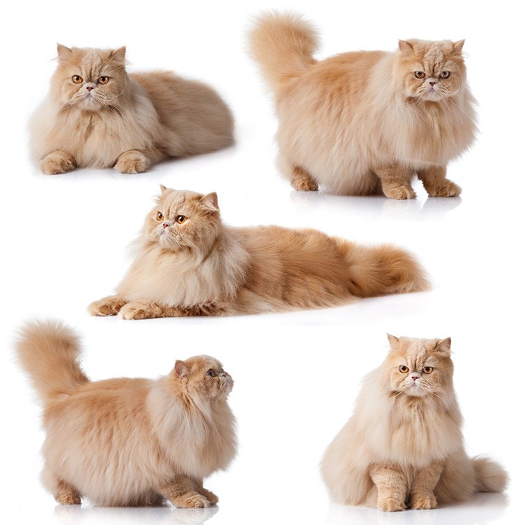 Tips Merawat Kucing Persia Dengan Bulu Yang Lebat