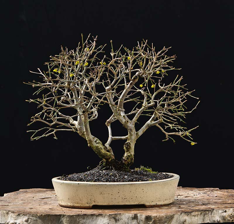 Walter Pall Bonsai Adventures flowering dogwood available