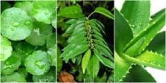 Foto Obat Herbal Untuk Ambeien Luar Yang Mujarab