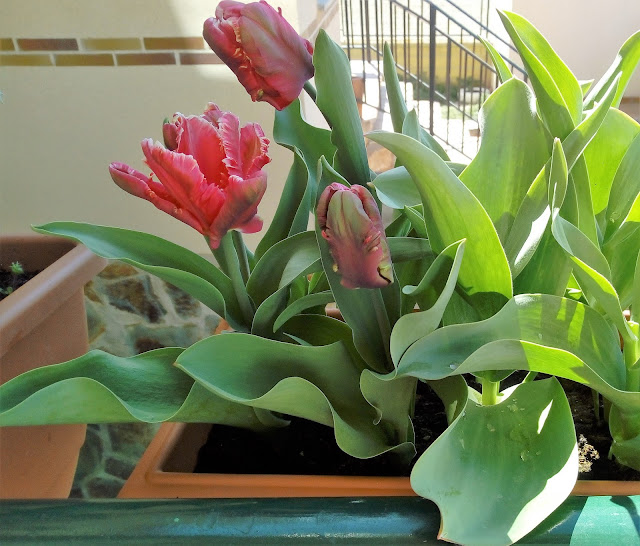 Tulipanes (Tulipa "Libretto Parrot")