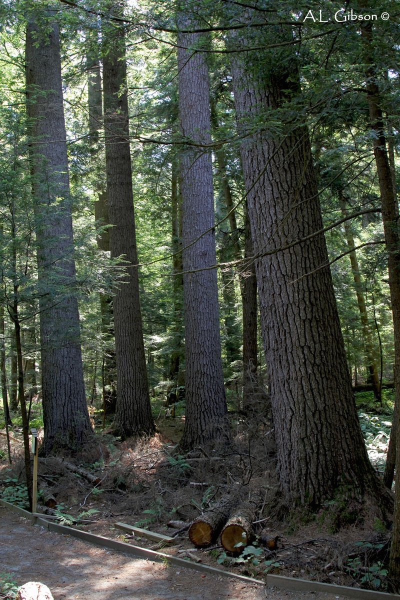 The Buckeye Botanist Upstate New York III Old Growth Pines, Tiny
