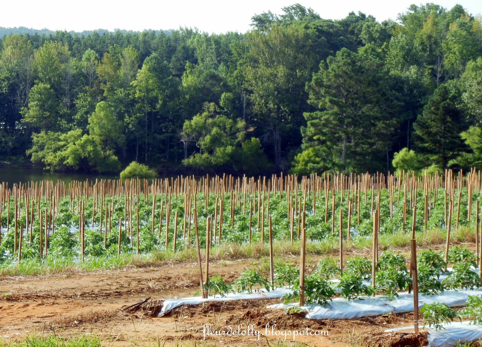 Fleur de Lolly Chandler Mountain Tomato Fields