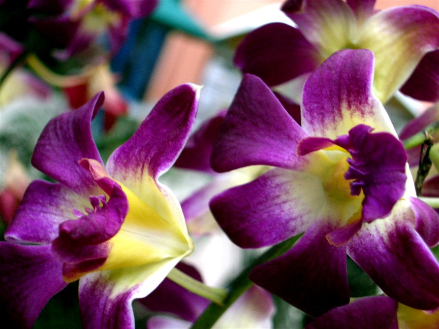 Tropical Flowers Wallpapers Tropical Flowers Wallpapers