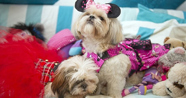 Seu shih tzu não gosta de roupinhas? Veja 3 dicas para mudar isso
