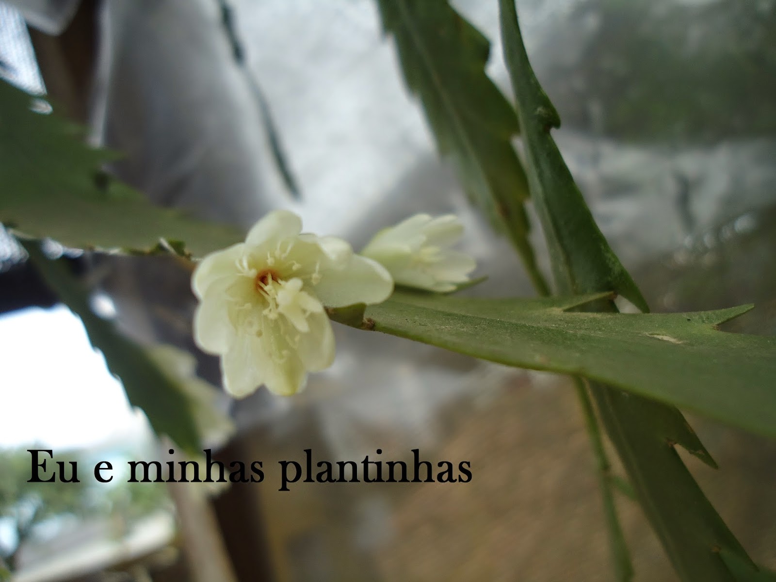 Eu e minhas plantinhas: Cacto serrote (Lepismium houlletianum).