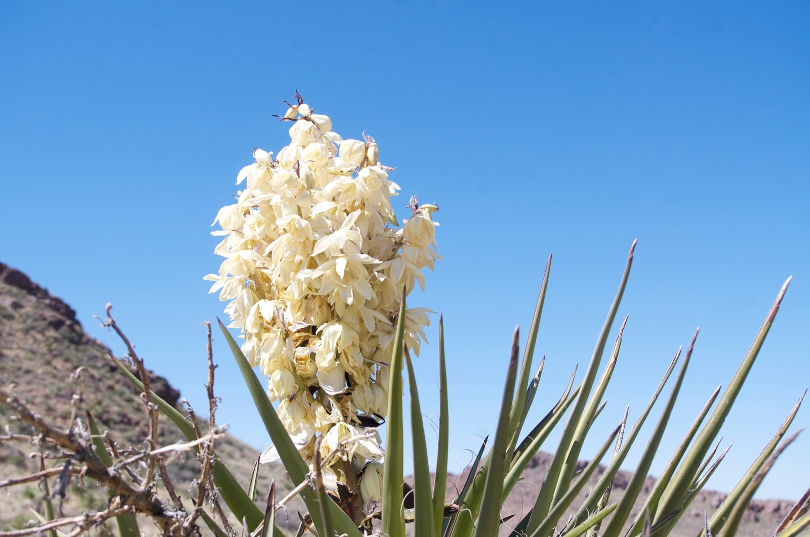 Southern New Mexico Explorer The Organ Mountains Wilderness