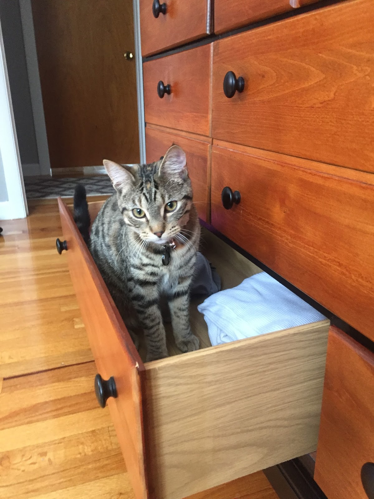 Drew Danielle Design DIY Cat Bed