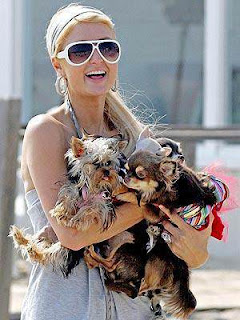 Paris Hilton Ve Köpeği Yabancı Ünlülerin Köpekleri