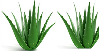 Home remedies for sebaceous cyst removal - Aloe Vera Home remedies for sebaceous cyst removal - Aloe Vera