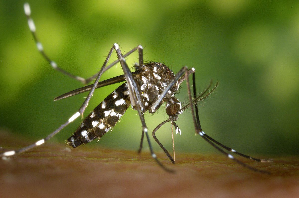 Massima attenzione per il virus Chikungunya in Italia