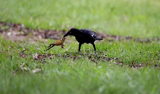 Crows have learned to eat poisonous toads-2