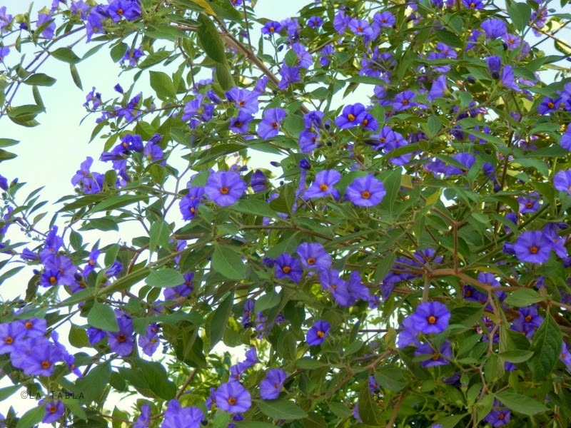 Solanum rantonnetii (Solano de flor azul, dulcamara perenne, Blue potato bush [EN])