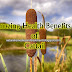 Amazing Health Benefits of Cattail