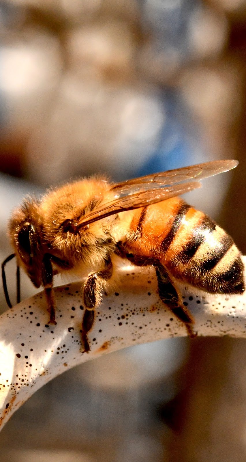 A bee up close. A bee up close.