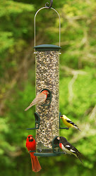 bird birds feeders seed eat summer dependent become eating feeder spruce feeding seeds much why choosing spring tube wild winter