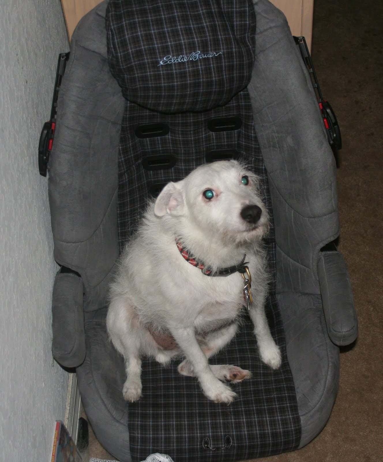 Pembroke Veterinary Clinic Mr. SmithersEmployee Pet of the Month