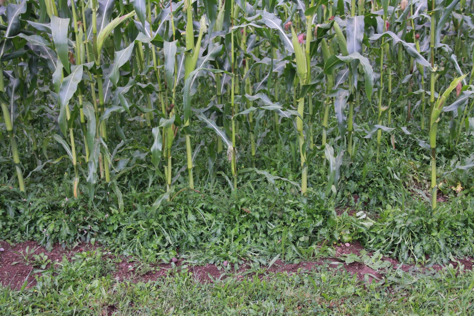 Oracle Farms at Delphi Corn