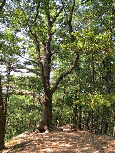 interesting tree
