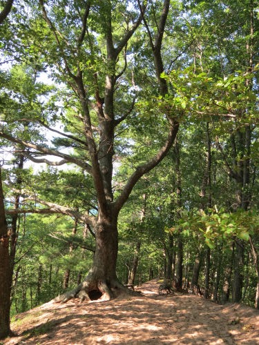 trail in Nordhouse Dunes Wilderness