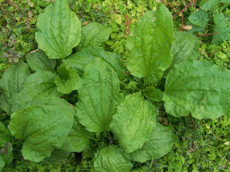 PLANTAS MEDICINALES LLANTÉN