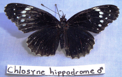 Chlosyne hippodrome