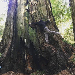 Redwoods in northern california