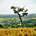 Conheça do Cerrado