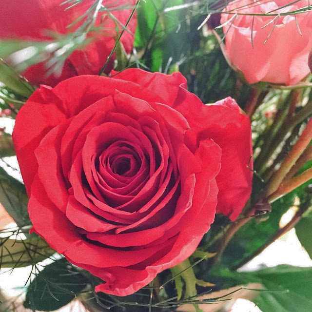 Red Roses Red Roses