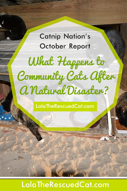 Catnip Nation Documentary