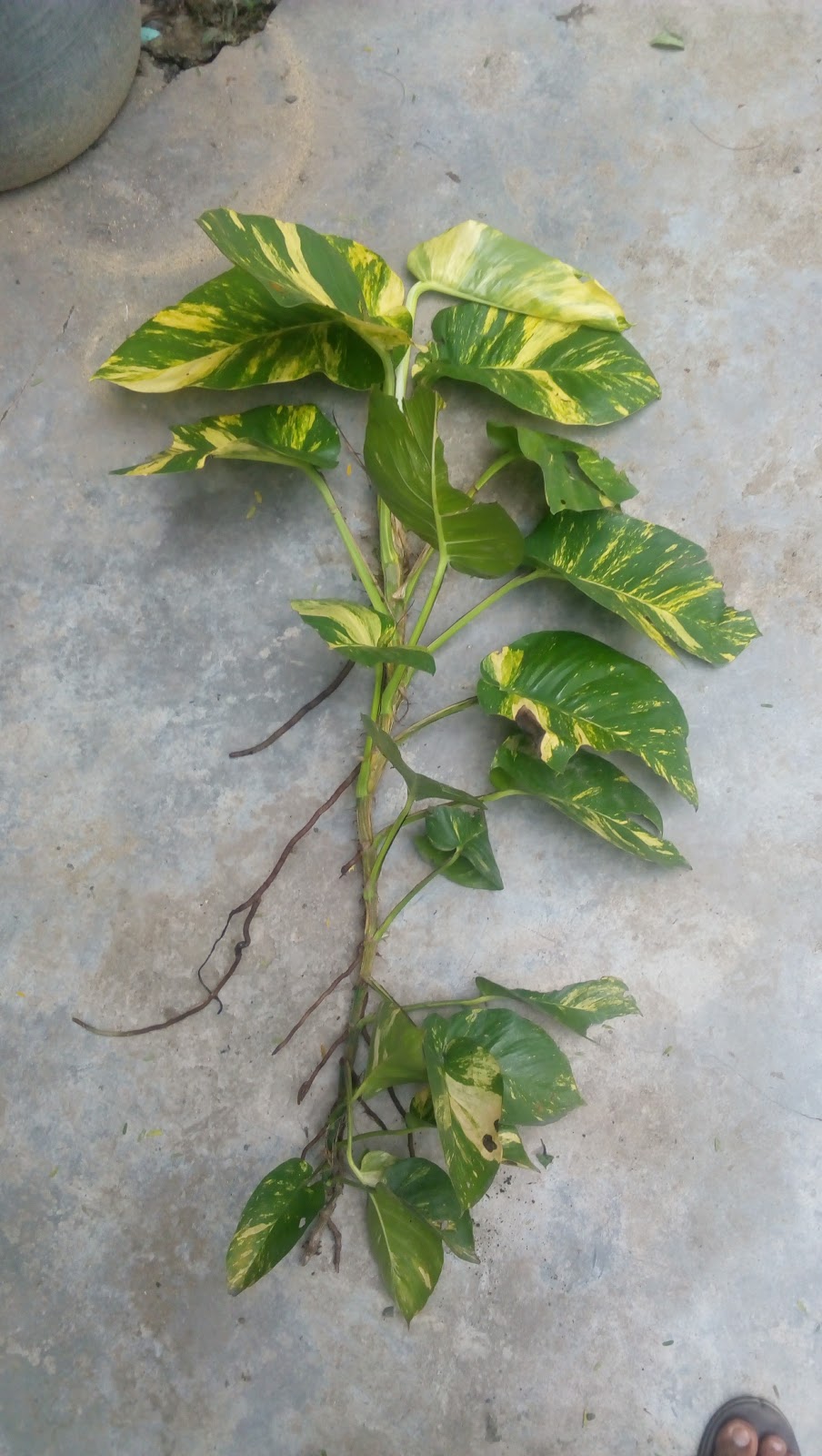 epipremnum alocasia aureum pinoy bonsai