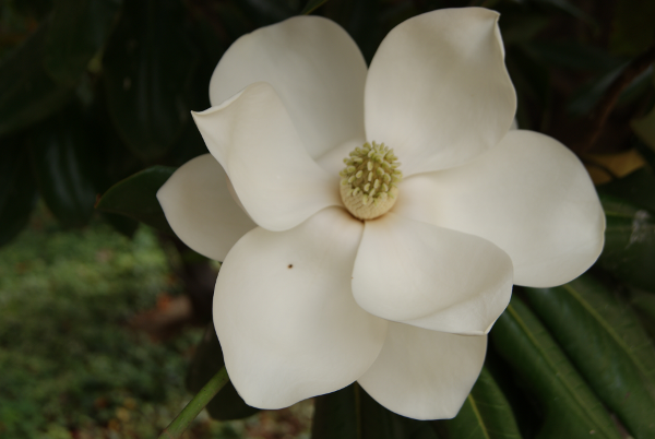 Flor blanca i aromàtica de la magnòlia per Teresa Grau Ros