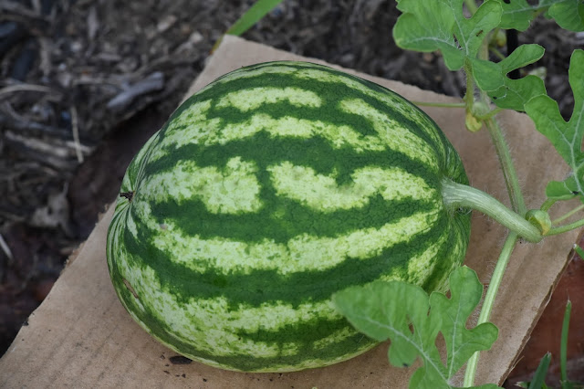 Watermelon- Fruit