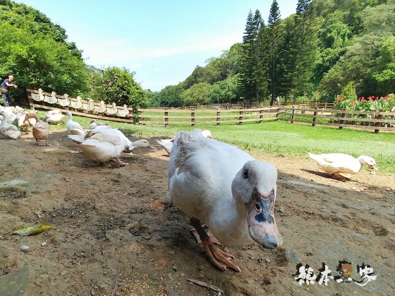 苗栗親子必訪|可愛鴨鴨大遊行、兔寶寶、黑山羊生態區~飛牛牧場有趣互動體驗