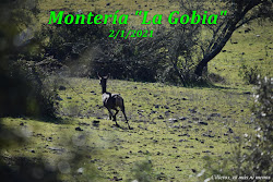 MONTERÍA "LA GOBIA" 2/1/2021