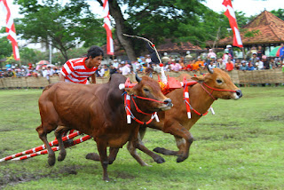 Indonesia sangat kental sekali dengan kekayaan adat istiadat maupun budayanya di seantero  Adu Balap Sapi di Madura ( Bull Race in MADURA)