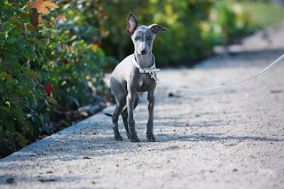 Italian Greyhound Sighthound for sale