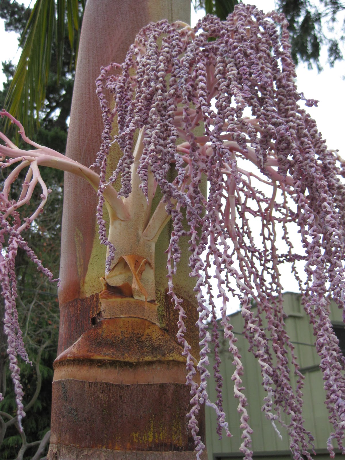 Trees of Santa Cruz County Archontophoenix cunninghamiana King Palm